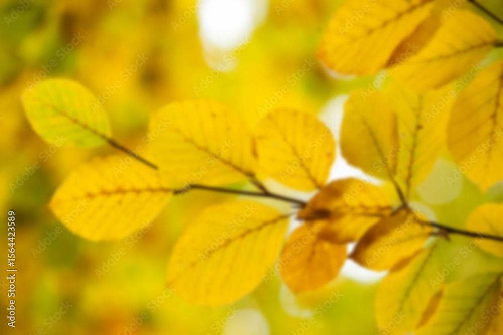Fototapeta premium Close-up of yellow plant leaves
