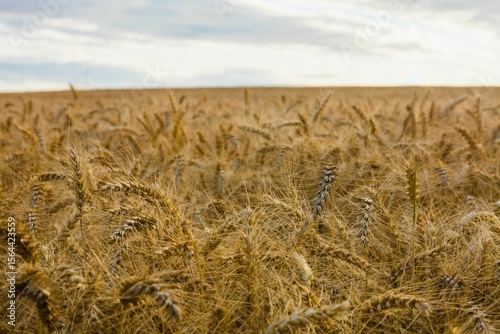 Ripe golden wheat stalks are swaying across horizon under cloudy sky in flat design illustration