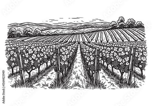 vineyard farm engraving woodcut vector illustration