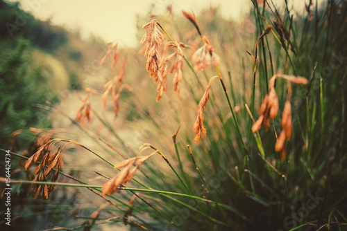 Close up of grass growing on field