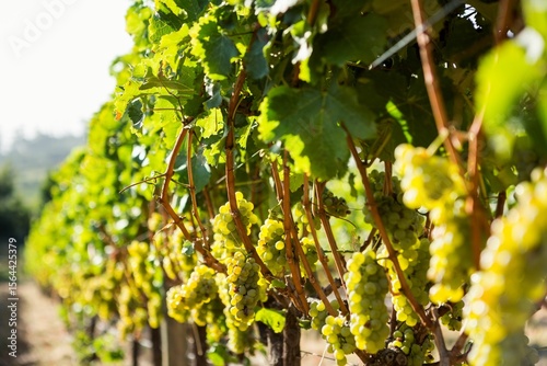 Bunches of ripe grapes on the vines