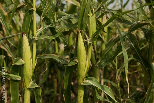 Field crops on a sunny day