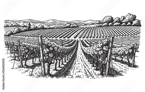 Rural Vineyard Landscape Engraving Perspective View of Grape Vine Rows and Hills in Vintage Woodcut Style