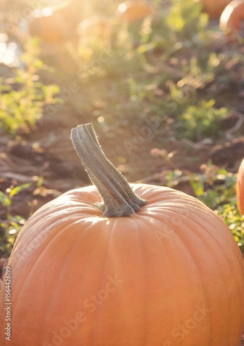 Close-up of pumpkin on field