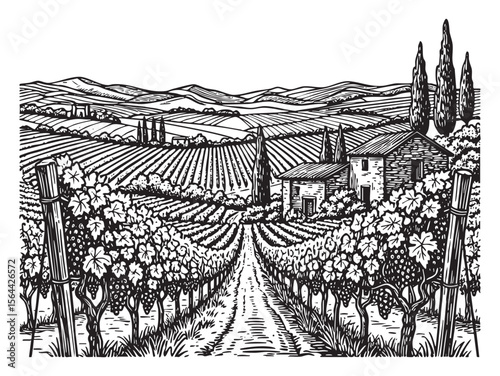 Vineyard Landscape Engraving Vector Illustration