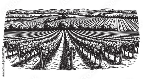 Vineyard Landscape Engraving Vector Illustration