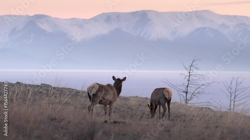 A pair of grazing deer against the backdrop of snow-capped mountains and lake