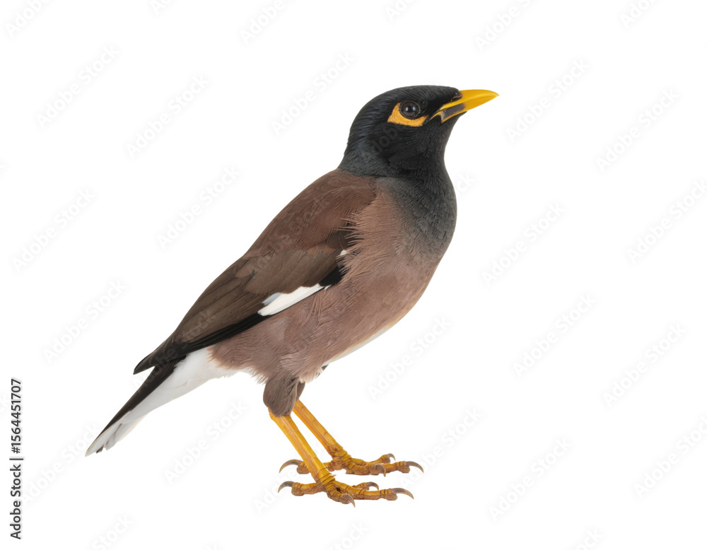 Fototapeta premium Common myna bird with yellow beak and brown feathers perched isolated on white background 