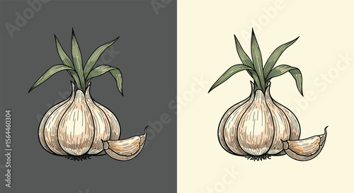 A Detailed Hand Drawn Illustration of a Fresh Garlic Bulb with Several Cloves Showing Organic Growth and Natural Texture