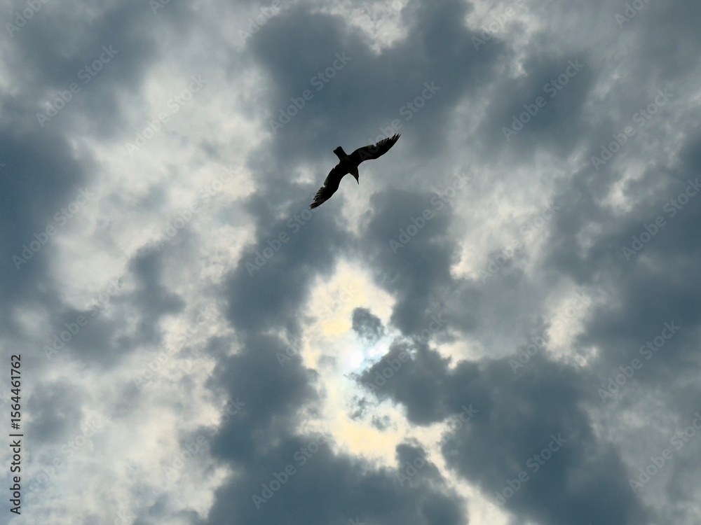 Silhouette of a bird flying through dramatic clouds with the sun shining behind. Atmospheric sky with dark clouds and strong light contrast. Silhouette of a bird flying through dramatic clouds with the sun shining behind. Atmospheric sky with dark clouds and strong light contrast.