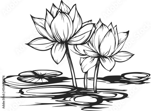 Lotus flower drawing
