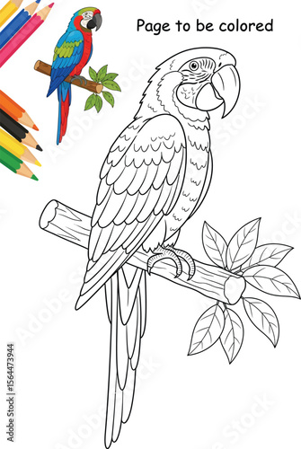 Macaw Coloring Page for Kids vector image and Colored Pencils