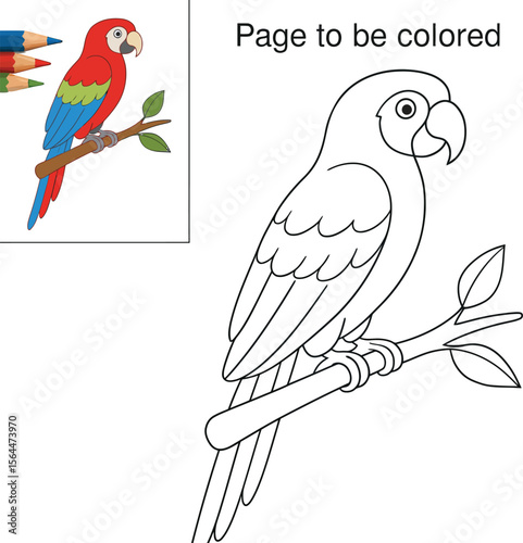 Macaw Coloring Page for Kids vector image and Colored Pencils