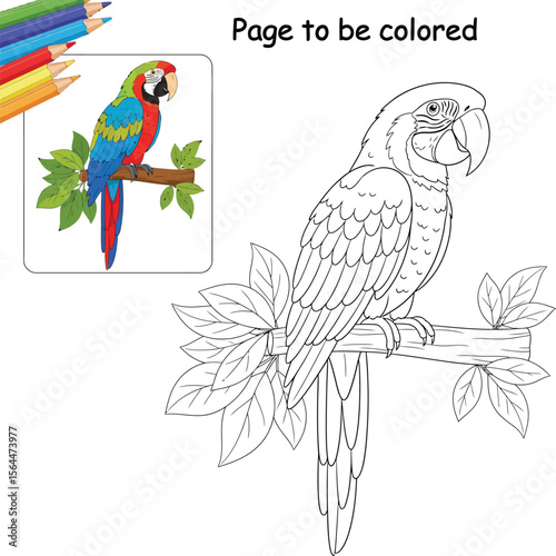 Macaw Coloring Page for Kids vector image and Colored Pencils