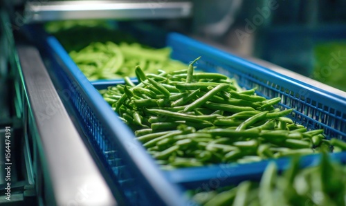 Close up of green beans in blue plastic containers on a conveyor belt in a processing facility