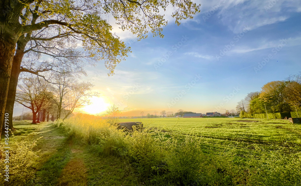 Fototapeta premium A breathtaking sunrise casts a warm and golden light over a vibrant green field, beautifully framed by tall trees