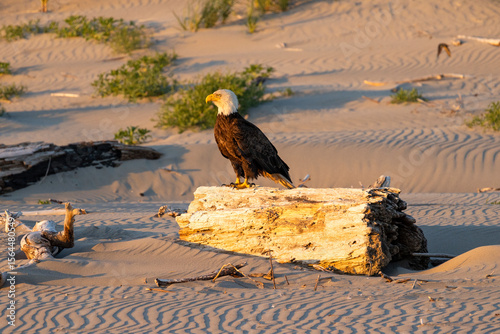 Bald Eagle on Driftwood in Coastal Dunes at Sunset