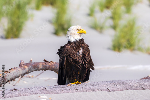 Bald Eagle Perched on Driftwood in Coastal Sand Dunes
