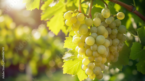 Ripe bunch of green grapes and green leave  showcases juicy, sweet berries hanging from vine.