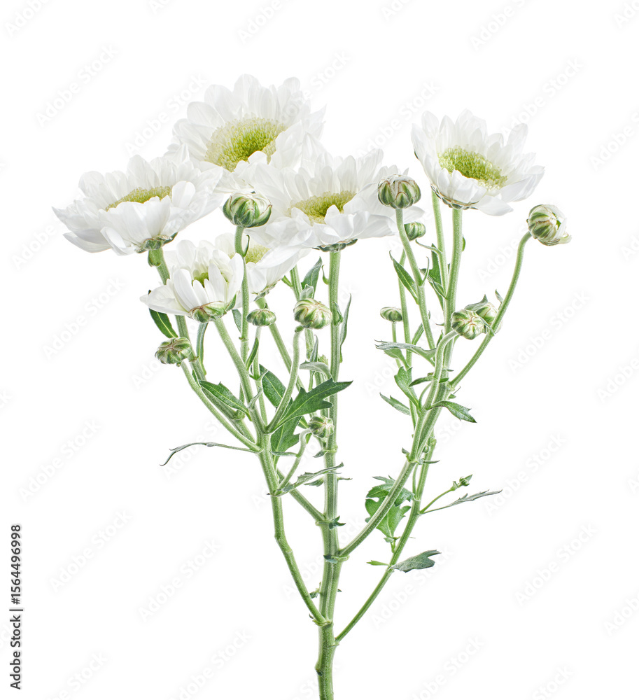 Fototapeta premium Florist's daisy, White Garden mum, isolated on white background, with clipping path 