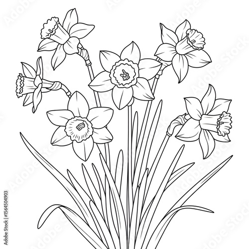 Line drawing of a narcissus coloring page