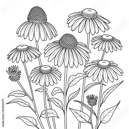 Illustration vector of a coneflower line drawing coloring page