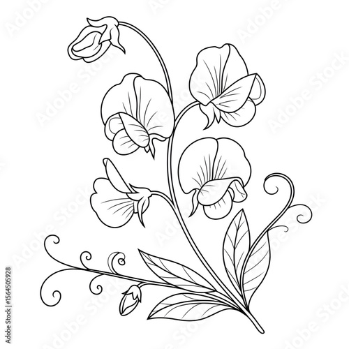 Cyclamen flower coloring page