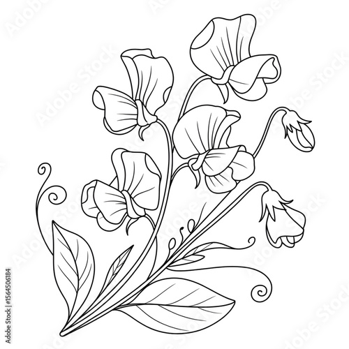 Beautiful cyclamen line drawing coloring page flower design