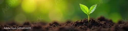 Tiny Sprout Emerging from Soil A Symbol of New Growth and Environmental Hope