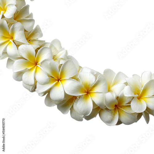 Beautiful Hawaiian lei made of fragrant plumeria on transparent background
