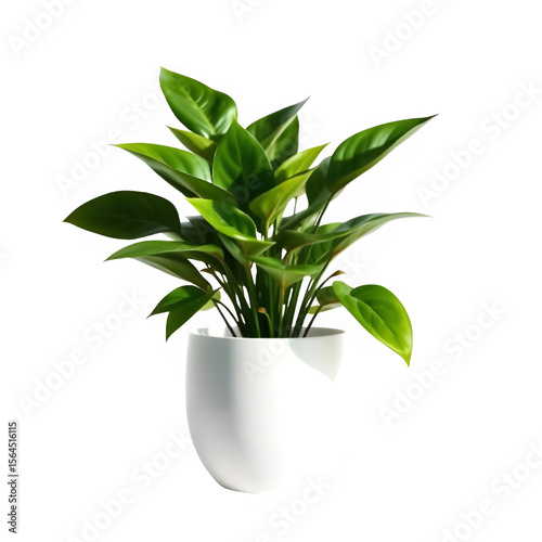 Decorative indoor plant PNG – transparent background, green plant in white ceramic pot, isolated houseplant image, clean top view, modern home decor style


