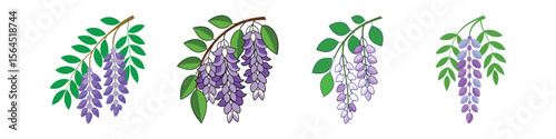 Wisteria Flower Flat Style Botanical Vector Illustration