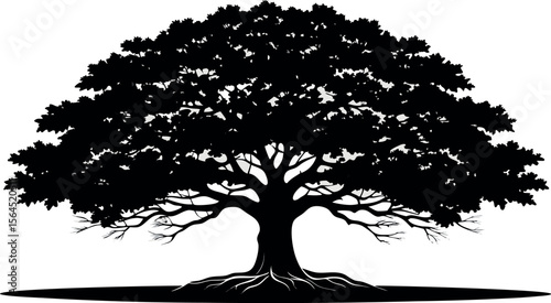 Vector art of a full silhouette of a leafy tree with a broad crown and exposed roots isolated on white background