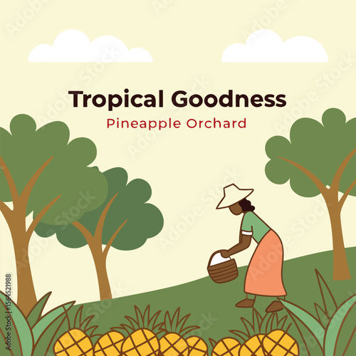 Harvesting Pineapples A Tropical Pineapple Orchard Illustration