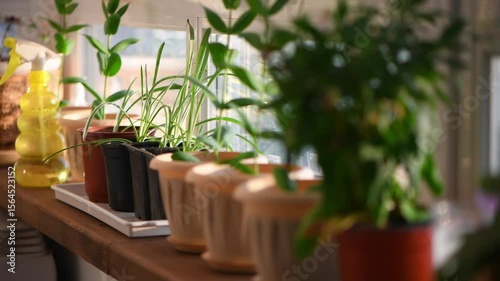 Vibrant houseplants thrive on a sunlit windowsill, showcasing a variety of greenery in pots. A yellow spray bottle complements the serene indoor gardening scene, emphasizing natural beauty