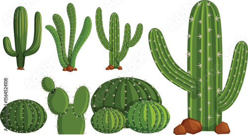 Collection of Diverse Cactus Species Illustrations of Various Desert Plants