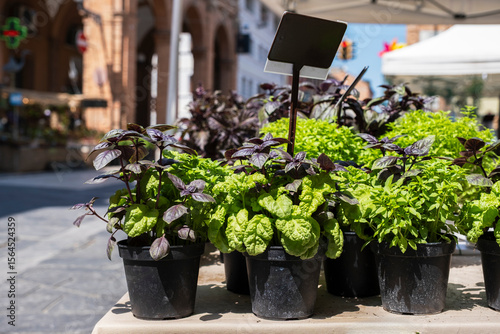 Mint, basil, and other potted herbs at a street market in Italy, intended for planting, cultivation, or use in cooking