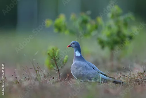 Tapety Grzywacz, gołąb grzywacz (Columba palumbus)