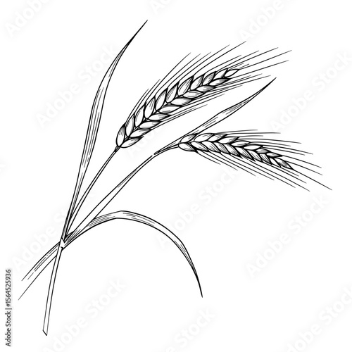 Hand-drawn wheat ears with slender stems in black and white style  
