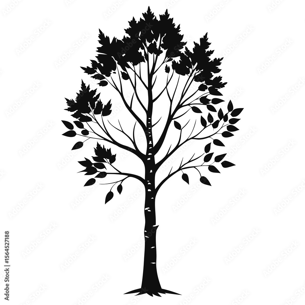 Obraz premium Birch Tree black Silhouette on white background 