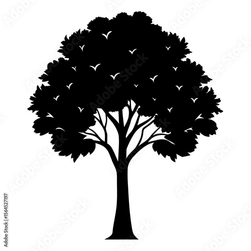 Poplar Tree black Silhouette on white background 