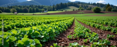 clover fields glowing green amidst brown deforested land, symbolizing ecological buffer zones and land recovery