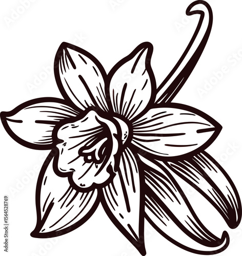 Hand drawn vanilla flower engraving botanical black and white illustration with detailed vintage linework