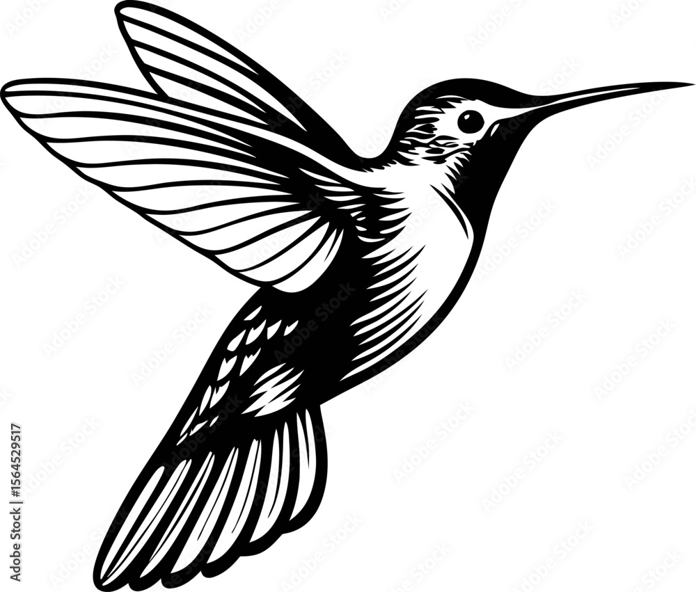 Obraz premium elegant hand drawn hummingbird in flight vintage ink engraving illustration of bird with spread wings isolated on white