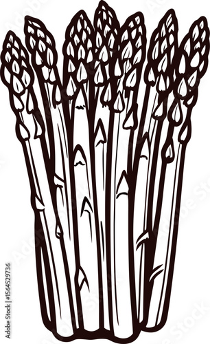 Hand drawn bundle of asparagus spears isolated on white background in vintage engraved ink