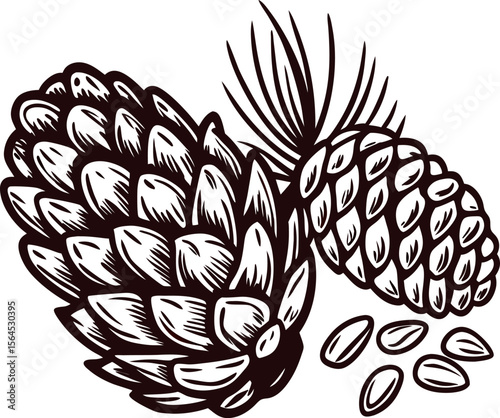 Hand drawn pine cones with seeds and pine needles black and white botanical illustration