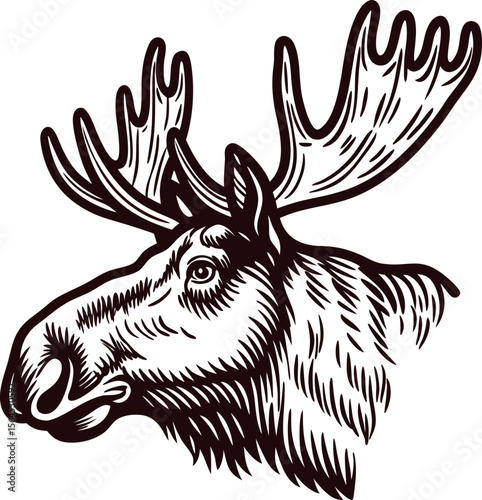 vintage engraved moose head illustration with detailed antlers and fur in hand drawn black and white
