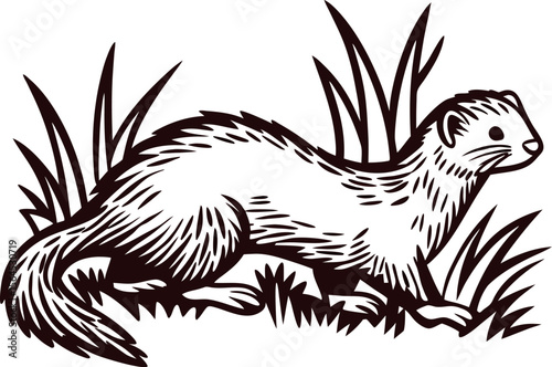 Hand drawn ferret in grass vintage engraved wild animal illustration, nature etching for wildlife design