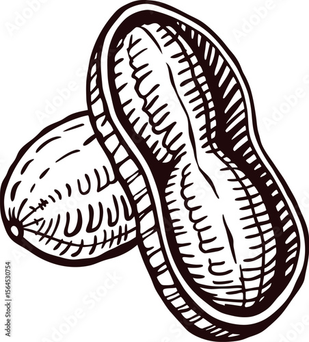 Hand drawn peanut with shell and split halves vintage sketch botanical nut illustration