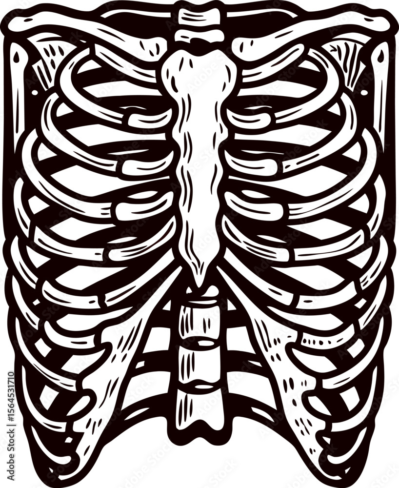 Hand drawn human rib cage illustration in vintage engraved anatomical